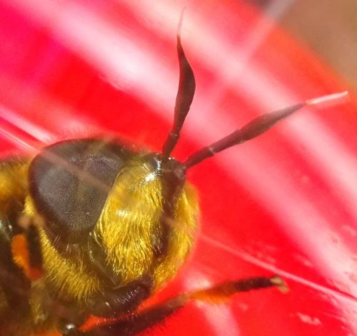 Callicera spinolae
